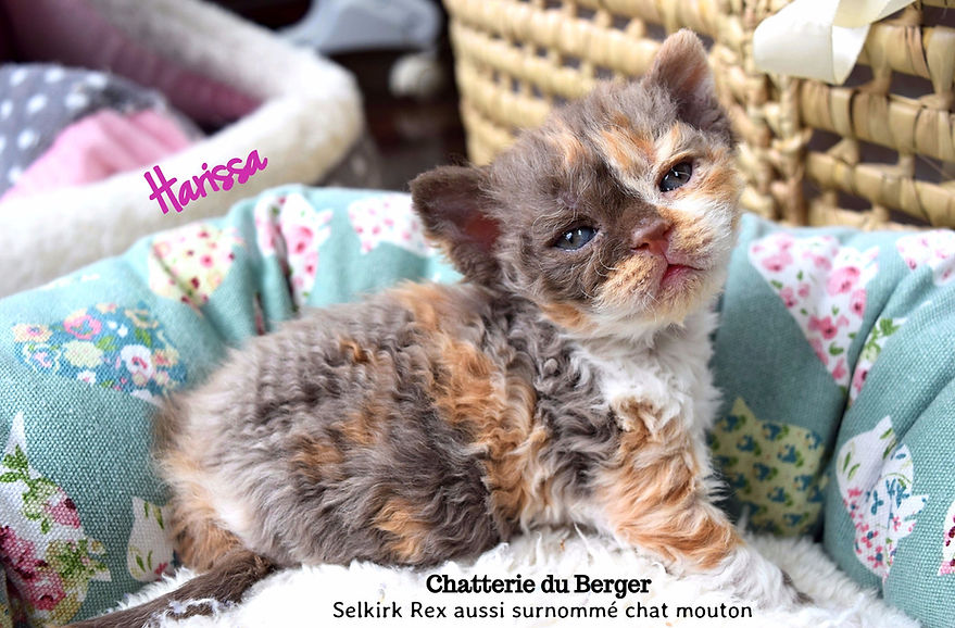 Chaton Selkirk Rex Kitten,chat mouton ,curly cat