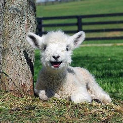 Le-bebe-mouton.jpg